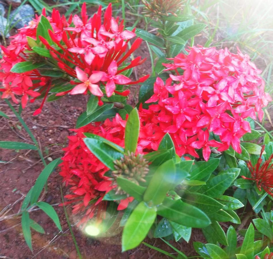 ורקלה The Ixora - A Boutique Homestay מראה חיצוני תמונה