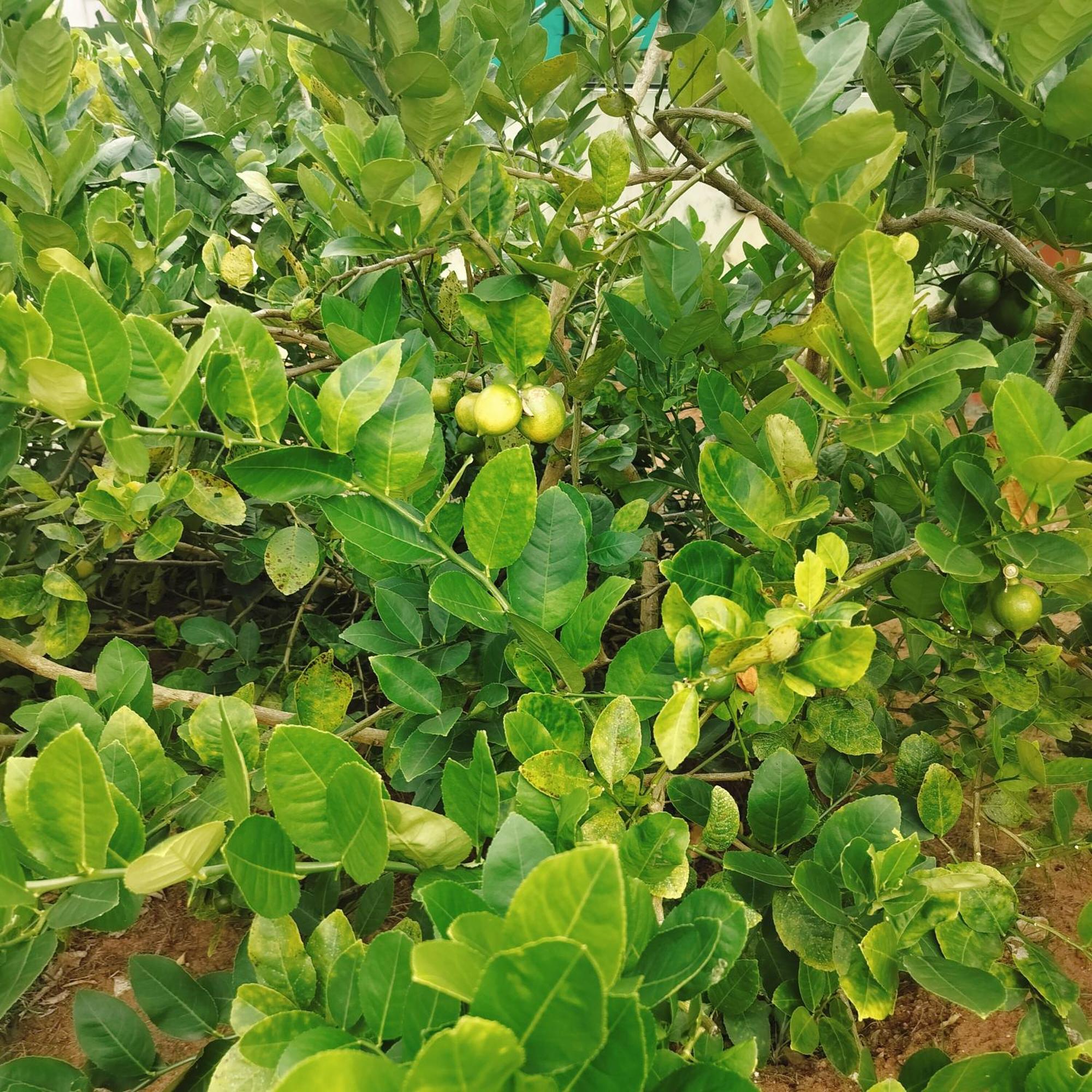 ורקלה The Ixora - A Boutique Homestay מראה חיצוני תמונה