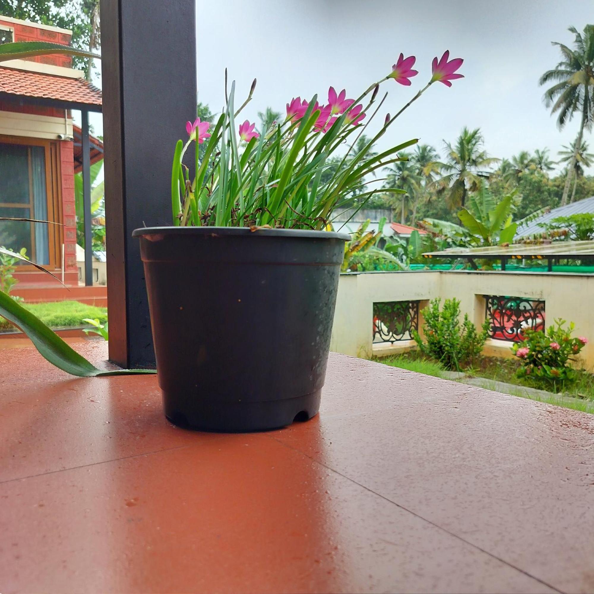ורקלה The Ixora - A Boutique Homestay מראה חיצוני תמונה